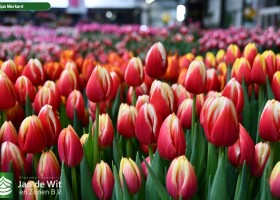 Tulipa Markant (2)